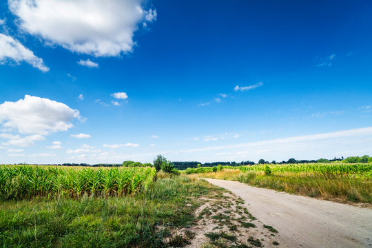 Countryside landscape with a path going through corn