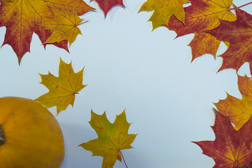 Autumn composition.Colorful maple leafs and pumpkin on white background. Autumn concept.