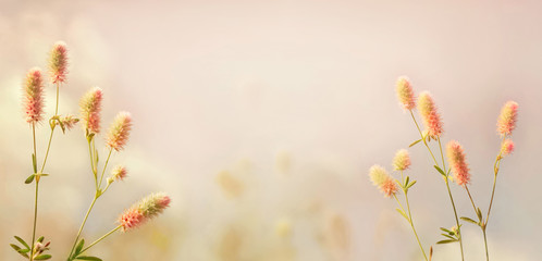 Flowery meadow on a sunny summer day