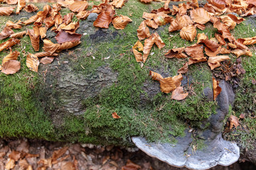 Fallen beech covered by moss, foilage and fungus - obrazy, fototapety, plakaty