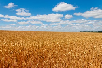Naklejka premium Field of ripe golden wheat