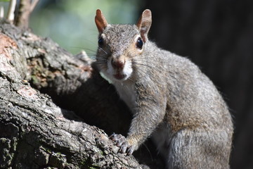 squirrel on tree