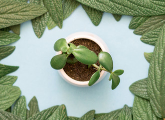succulent in flower pot top view
