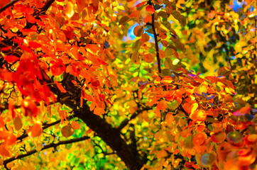 Autumn few red leaves. Seasons and seasons. Bright colorful nature. Texture background.
