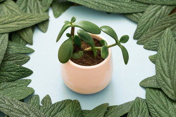 crassula ovata jade plant money tree