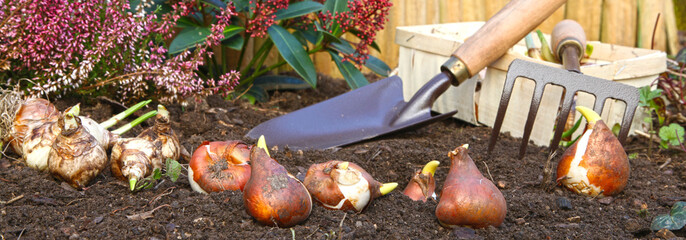 Plantation de bulbes de fleurs en automne