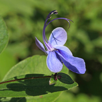 Fleur de rotheca myricoides