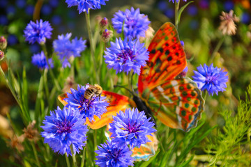 kornblumen biene und schmetterling