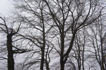 Silhouette of black branches of tree in mist