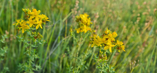 Fototapeta premium Flowers of Hypericum perforatum known as Common Saint-John's-wort. Herbal remedy.
