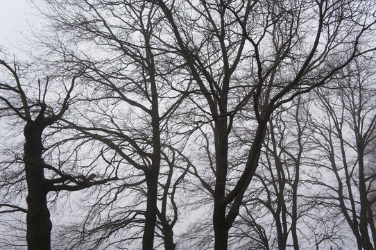 Fototapeta Silhouette of black branches of tree in mist