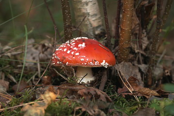 Mushroom poisonous fly agaric in the forest. 