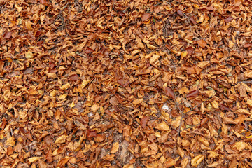 Golden autumn foilage covering the forrest ground