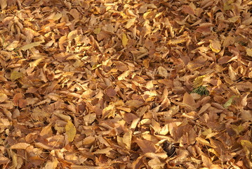 dry leaves background