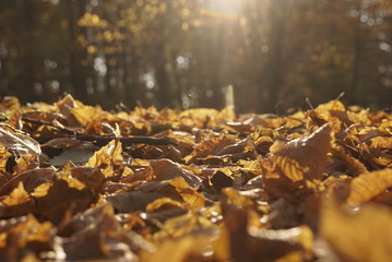 autumn leaves on the ground in the park