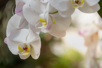 resh bright sweet colorful of Yellow orchid flower, Beautiful nature background