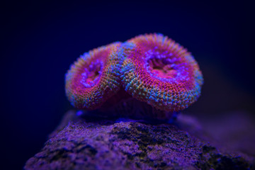 Acan Coral
