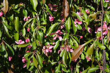 Obraz premium Malus pumila pendula rubriflora apple tree with red flowers