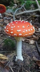 Mushroom 1
