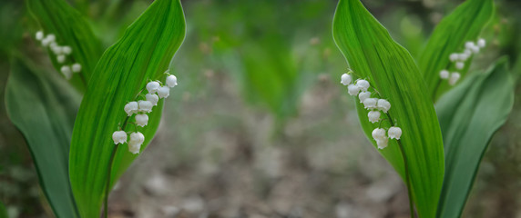 Flowers of Convallaria majalis known as Lily of the valley. Herbal remedy.