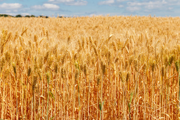 Field of ripe golden wheat