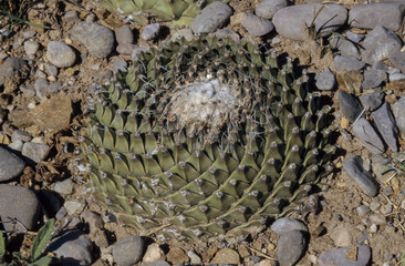 Obregonia denegrii