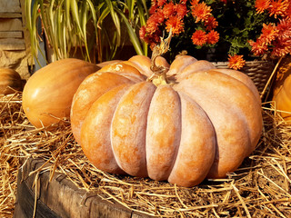 pumpkins on wooden table