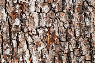 Detail einer Baumrinde