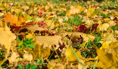 Yellow maple leaves fallen from trees on the ground in green grass