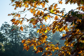 Herbstimpression