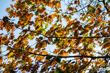 Herbstimpression