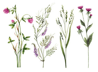 Fototapeta na wymiar Set of watercolor wild herbs and flowers. Hand-drawn floral elements. Clover, mouse peas, oats, burdock.