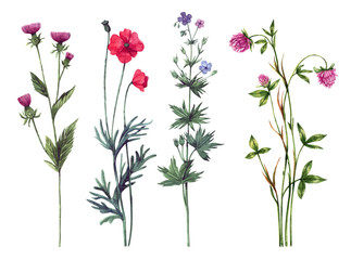 Set of watercolor wild herbs and flowers. Hand-drawn floral elements. - obrazy, fototapety, plakaty