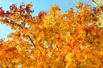 Autumn red and yellow maple leaf. Blue sky background. Warm weather in October. Bright colorful landscape of nature
