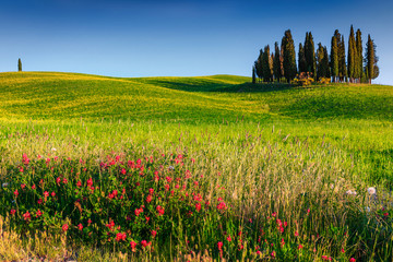 Wonderful Tuscany landscape with cypress trees near Siena, Italy, Europe