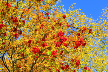 Big bunch of rowan on a tree against the green leaves. Home medical medicine. Healthy berry for health. Winter food for birds