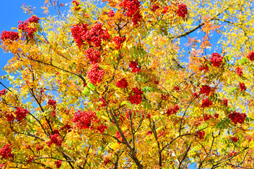 Big bunch of rowan on a tree against the green leaves. Home medical medicine. Healthy berry for health. Winter food for birds