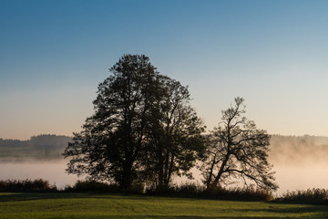 Fototapeta premium Bäume an nebligem Seeufer