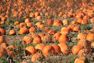 Ripe orange pumpkins in the pumpkin patch