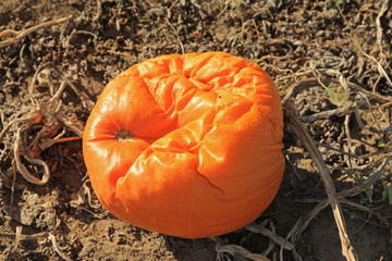 Rotten pumpkin on the ground