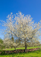 Cherry blossom