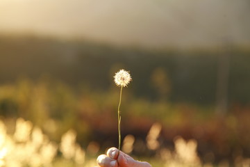 Fototapeta premium Dandelion in hand