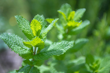 peppermint in spain grows everywhere