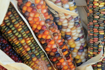 Decorative corn on the cob