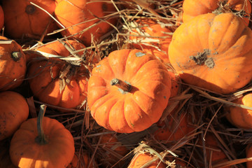 Tiny pumpkins in some hay