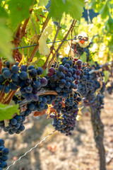 Closeup of Grapes on Vine