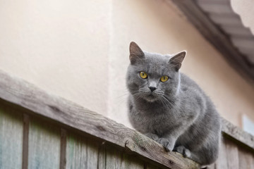 Moggy female cat watching surroundings while sitting on the fence.