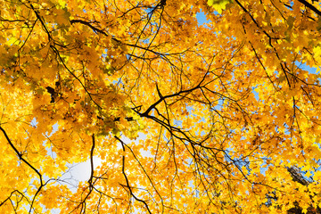 Bright yellow leaves of maple tree on blue sky background. Beautiful yellow tree in the park