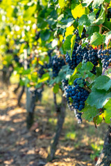 Red Wine Grapes on the Vine