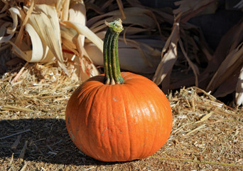 Pumpkin on a hay bail bale